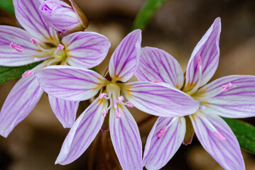 506-15 Spring Beauty