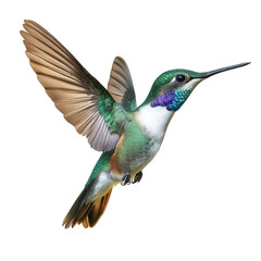Obraz premium colorful hummingbird in mid-flight. showcasing its iridescent feathers and delicate wings against a white background the vibrant colors and dynamic pose highlight the beauty and agility of this small