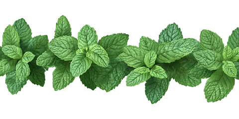 Fresh green mint leaves background for tea mojito and culinary herbs aromatic spearmint ingredient isolated on a transparent background.