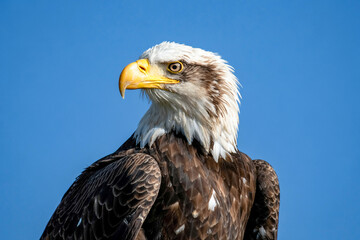 Obraz premium Majestic Bald Eagle Portrait Against Clear Blue Sky Captivating Gaze Of American Icon