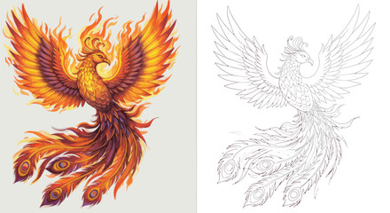 Obraz premium Phoenix Firebird, Mythical creature, color and sketch: A majestic phoenix, a mythical bird of fire and rebirth, is depicted in vibrant color and a detailed line sketch, symbolizing renewal.