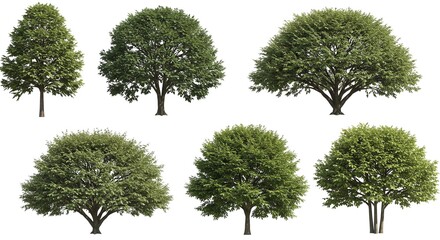 Different Shape Green Trees Isolated on White Background