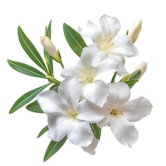 cluster of elegant white flowers with smooth petals. complemented by green leaves and unopened buds. creating a fresh and natural aesthetic this arrangement is ideal for decorative purposes. floral de