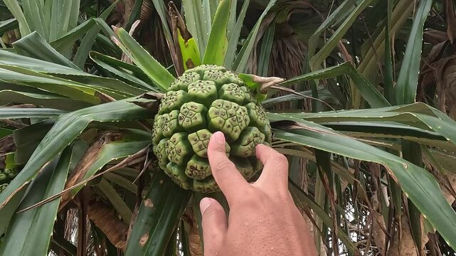 Green Fragrant Screwpine (Pandanus fascicularis, Pandanus odorifer, Pandanus tectorius) with nature background.