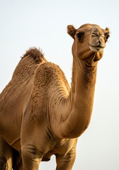 Camel Standing Looking at Camera in Desert Environment