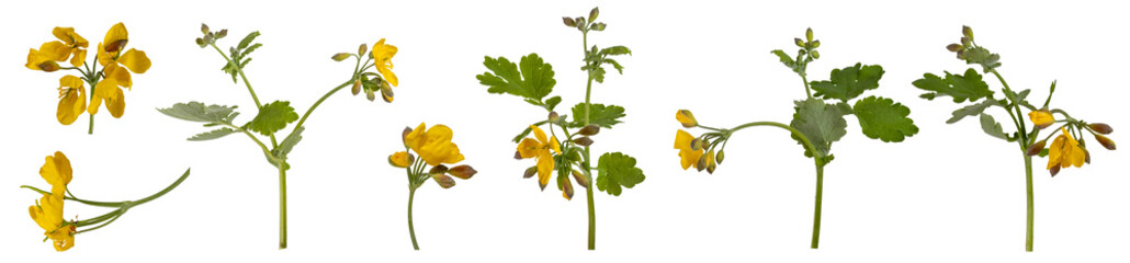 Collection of  Greater celandine ( Chelidonium majus )  isolated on transparent background. 
