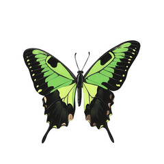 Fototapeta premium beautifully illustrated butterfly with vibrant green and black wings. showcasing intricate patterns and details the design emphasizes the butterfly's symmetrical shape and natural beauty. making it su