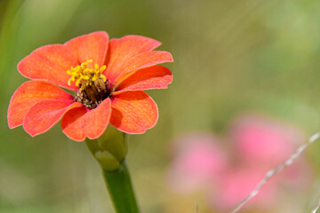 red poppy flower