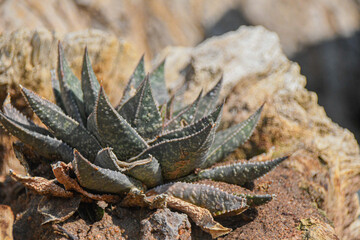 Succulent - desert plant