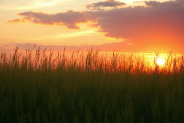 Fototapeta premium field of tall grass with the sun setting in the background1