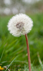 dandelion on green background