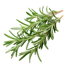 Fototapeta premium Fresh rosemary leaves evoke a vibrant green aroma and enhance culinary creations on a clean white background, Fresh green aroma rosemary leaves, white background