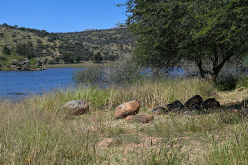 Le parc naturel Avis Dam en Namibie