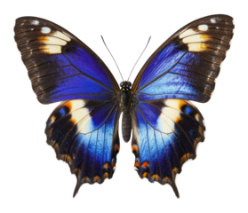 PNG Beautiful blue butterfly with open wings insect invertebrate photography.
