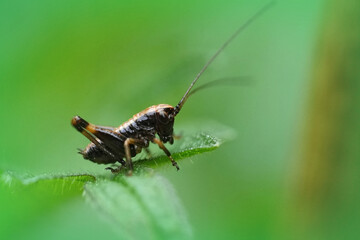 Closeup on a nymph European dark bush-cricket , Pholidoptera griseoaptera sitting on a green leaf