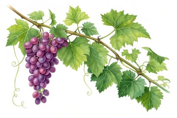 Fototapeta premium Fresh grape vine isolated white background