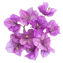 Vibrant closeup of purple bougainvillea flowers showcasing intricate details and natural beauty, Closeup many purple bougainvillea flowers isolated on Transparent background