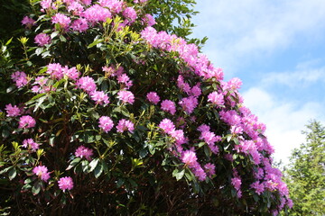 Obraz premium Beautiful flowering shrubs in the park of Muckross House, Killarney, Ireland 