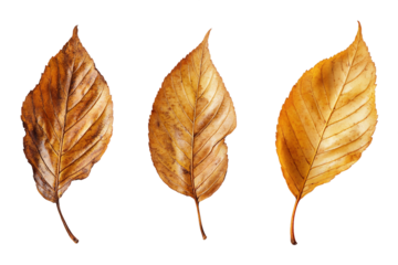 Three Dried Leaves: Brown and Gold Autumn Foliage on Transparent Background, PNG