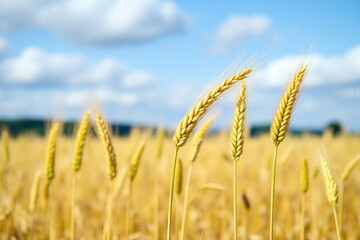 Fototapeta premium field of ripe wheat with a blue sky in the background1