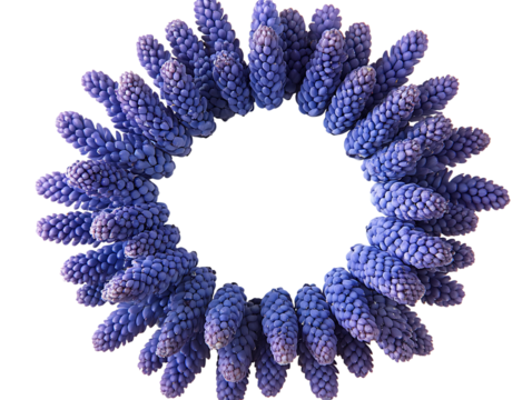  Stunning Muscari Field with Bright Blue Flowers