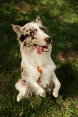 A joyful Border Collie with blue eyes sits upright on its hind legs in a playful pose on green grass, tongue out, wearing an orange harness. Agile dog shows a trick outdoor.