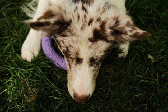 Close-up top view portrait of fluffy red Merle border collie lying concentrated and motionless on the green grass next to a purple toy ring. Happy pet wanting to play in summer park.