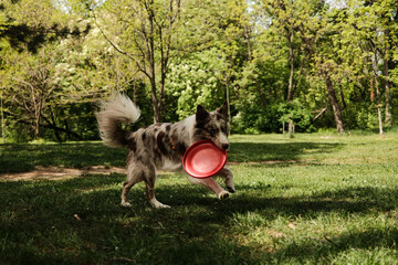 A playful red merle Border Collie runs across a sunny park field with a bright red frisbee in its...