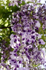 満開の日本の藤の花