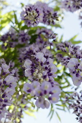 満開の日本の藤の花