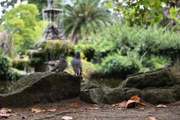 A pair of pigeons standing atop a mossy stone in a park, with a pond and fountain in the background, during an autumn day