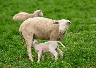 Baby lamb drinks milk from its mothers udder standing on green grass. Touching scene of maternal...