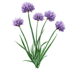 Naklejka premium Chives flowers blooming on a transparent background showcasing delicate purple petals, Chives flower on a transparent background Flower