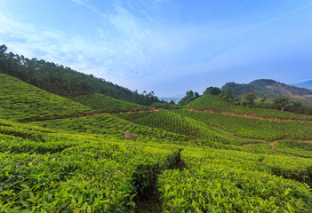 Fototapeta premium Tea Plantation in Munnar - Kolukkumalai (Kerala)