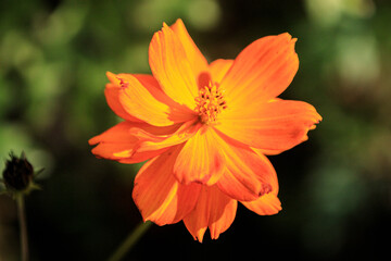 Vibrant Orange Blossom in Sunlight
