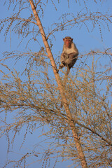 A Bonnet Macaque sitting on a Bamboo tree - photographed in Bandipur National Park (Karntaka, India)
