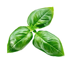 Fototapeta premium Fresh basil leaves on a white background, highlighting their vibrant green color and natural sheen, Fresh Basil Leavesisolated on white background