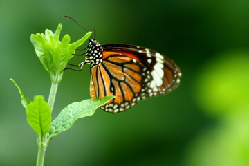 Blue Tiger Butterfly - photographed in bannerghatta Butterfly Park (Bangalore, India)
