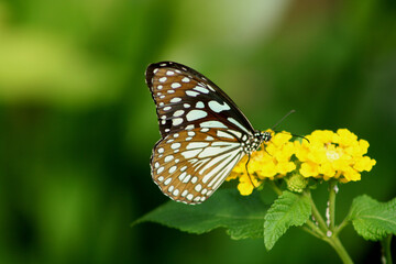 Obraz premium Blue Tiger Butterfly - photographed in bannerghatta Butterfly Park (Bangalore, India)