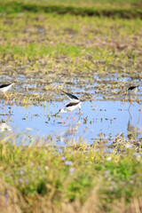 Elegant Black-necked Stilts Foraging in Shallow Water, Long Valley, Hong Kong