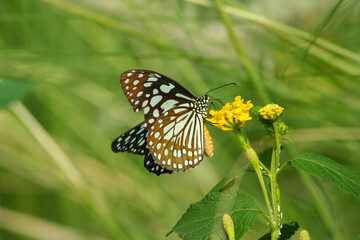 Obraz premium Blue Tiger Butterfly - photographed in bannerghatta Butterfly Park (Bangalore, India)