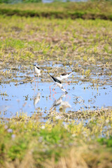Elegant Black-necked Stilts Foraging in Shallow Water, Long Valley, Hong Kong