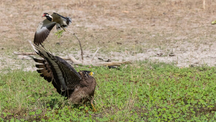 Fototapeta premium Crested Serpent Eagle (Spilornis cheela) perching on ground with open crest during the territory fight with Red-wattled Lapwing at the forest.