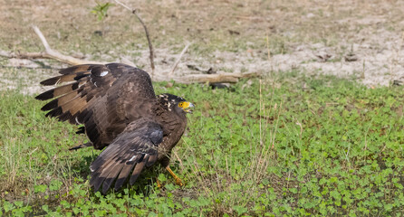 Crested Serpent Eagle (Spilornis cheela) perching on ground with open crest during the territory fight with Red-wattled Lapwing at the forest.