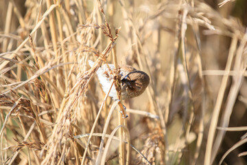 Scaly-breasted Munia Feeding on Grass Seeds in the Wild, Long Valley, Hong Kong