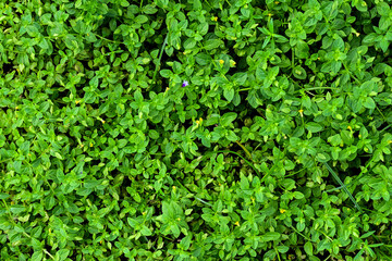 Obraz premium Top view of Mecardonia Procumbens with green leaves. High angle, above, design, backdrop, background. Sstkbackgrounds.