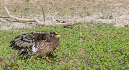 Crested Serpent Eagle (Spilornis cheela) perching on ground with open crest during the territory fight with Red-wattled Lapwing at the forest.