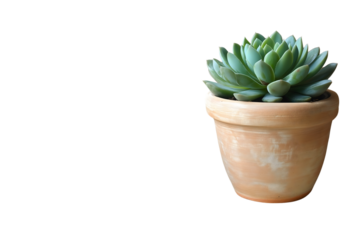 Succulent on Wooden Table