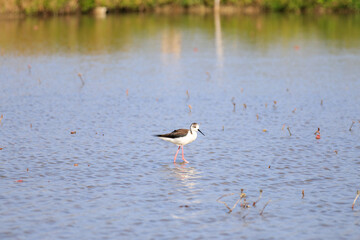 Black-winged Stilt: Silent Watcher in the Marsh