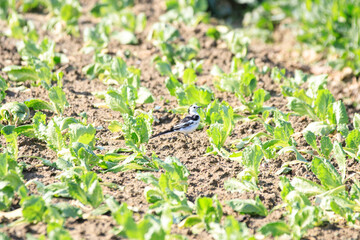 Small Bird in a Field of Greens

